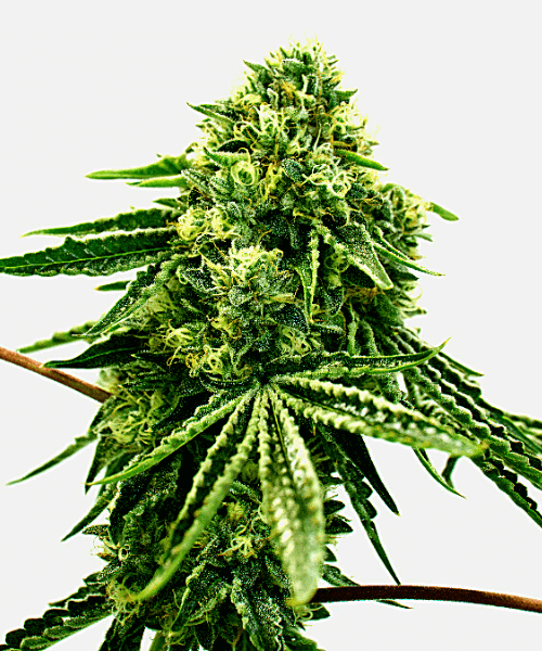 Green Crack x Core