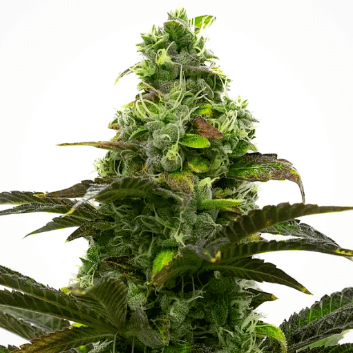 Grizzly Purple Kush Seeds
