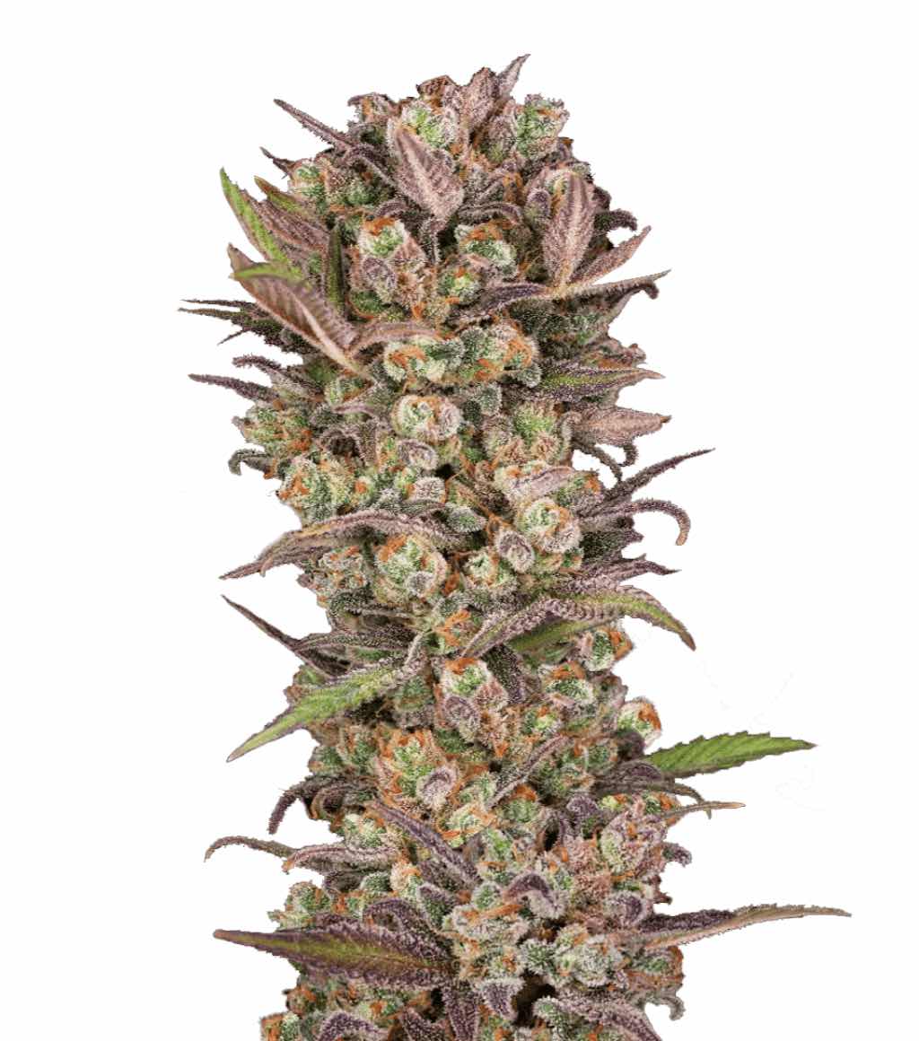 Hypno Ice Eyes Auto