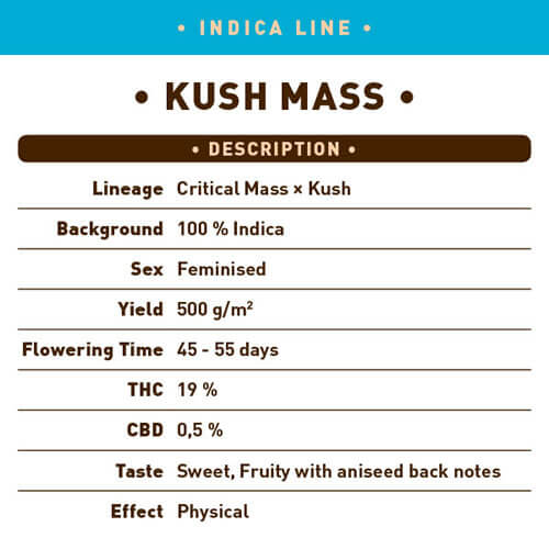 Kush Mass Seeds - Image 2