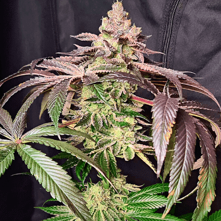 LSD Auto Seeds