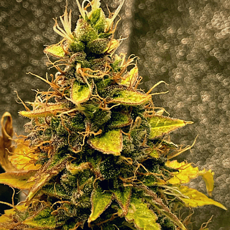 Lemon Kush Seeds