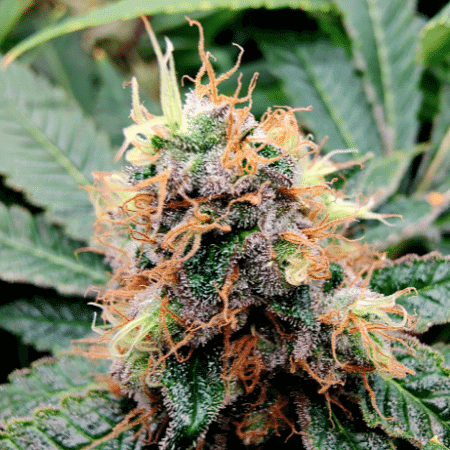 MK Ultra Seeds