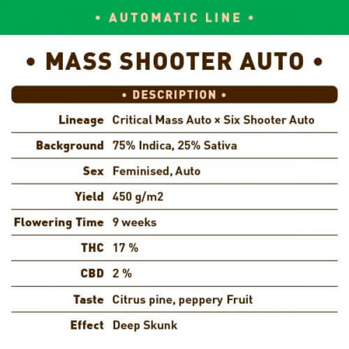 Mass Shooter Auto Seeds - Image 2
