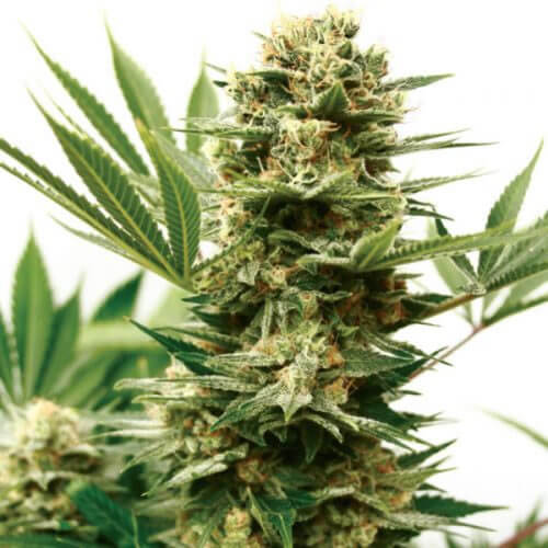 Mass Shooter Auto Seeds - Image 3