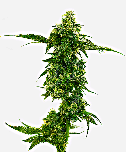 Master Kush Seeds