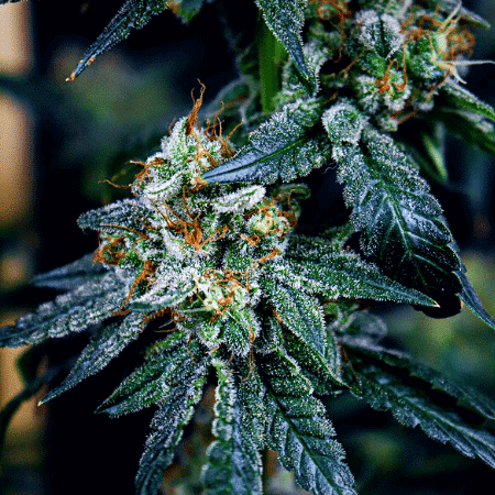 Monkey OG Seeds