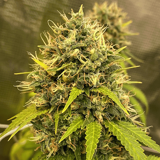 Nova Og Seeds