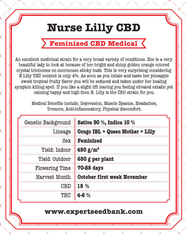 Nurse Lilly CBD Seeds - Image 3
