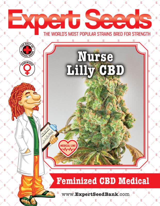 Nurse Lilly CBD Seeds - Image 2