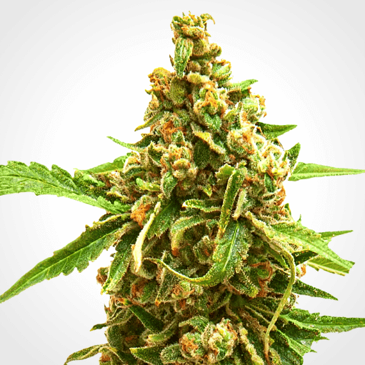 Pinkman Goo Seeds