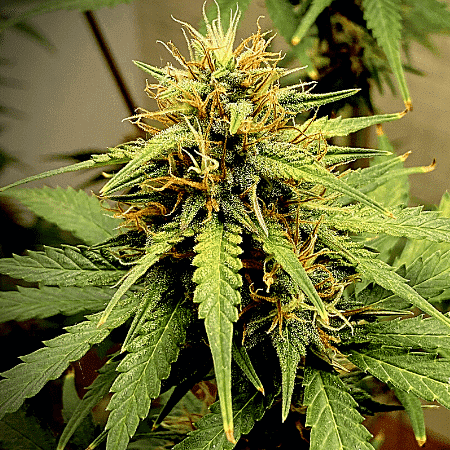 Pure Haze Seeds