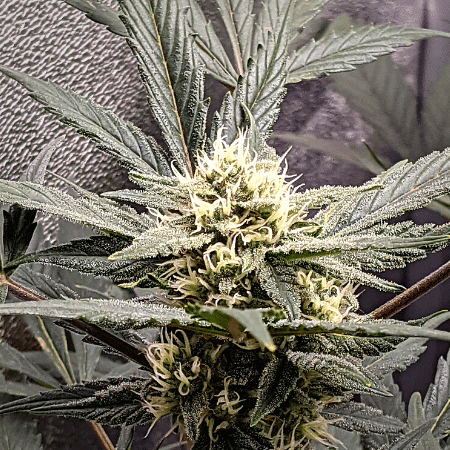 Purple Haze Seeds