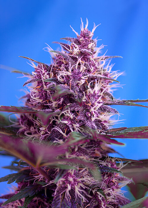Green Poison Auto XL Seeds