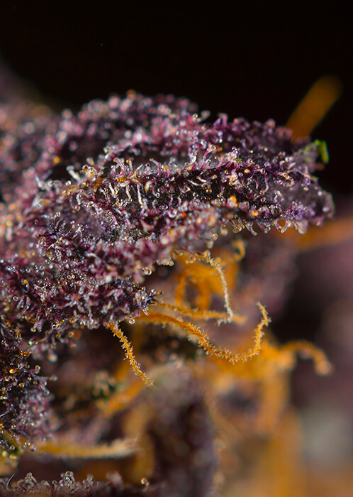 Green Poison Auto XL Seeds - Image 3