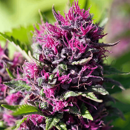 Rainbow Kush Seeds