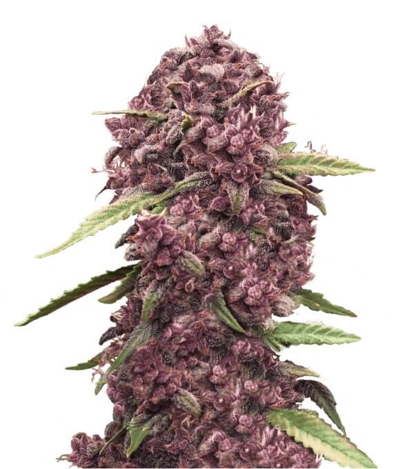Hypno Red Pistachio Auto