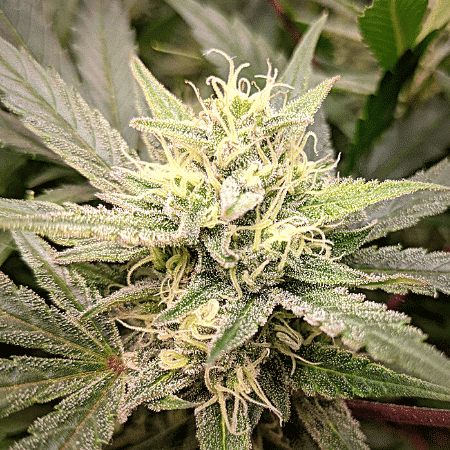 Runtz Seeds