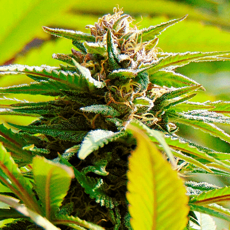 Skunk#1 Auto Seeds