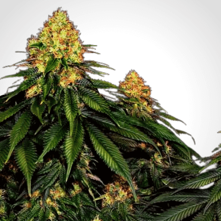 Skywalker Auto Seeds