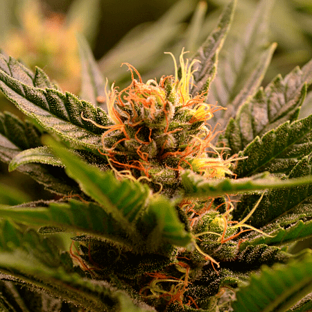 Super Silver Haze Auto Seeds