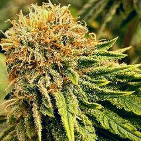 Super Skunk Auto Seeds