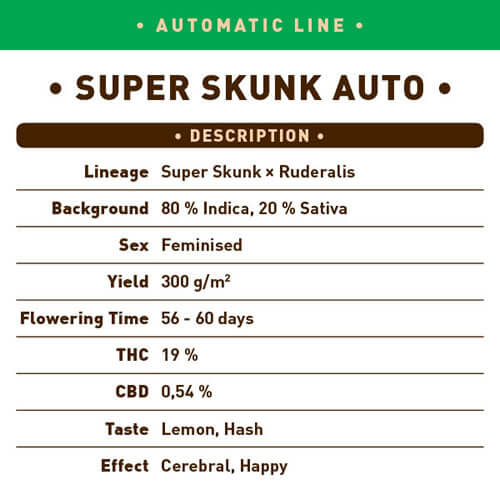 Super Skunk Auto Seeds - Image 2