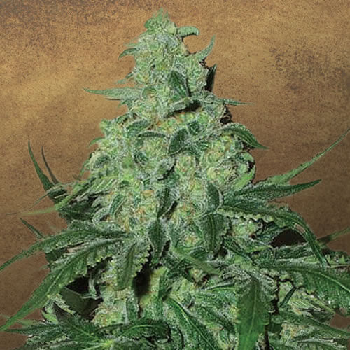 Super Skunk Auto Seeds - Image 3