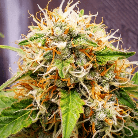 Tangie Regular Seeds