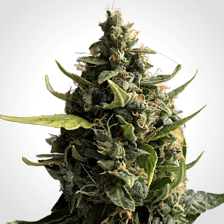 Tijuana Seeds