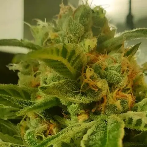 Tutti Candy