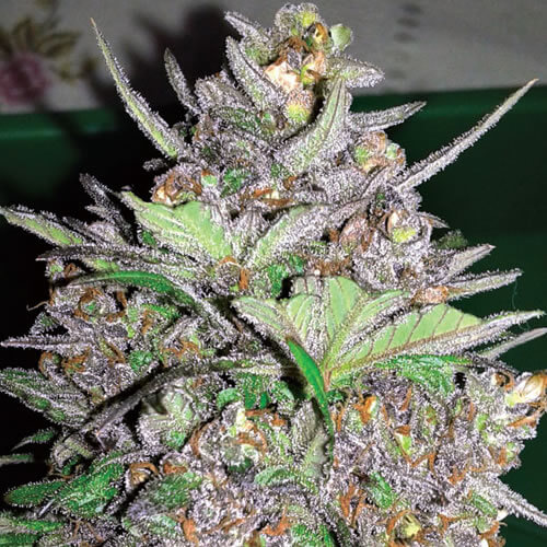 Violet Kush Auto Seeds - Image 3