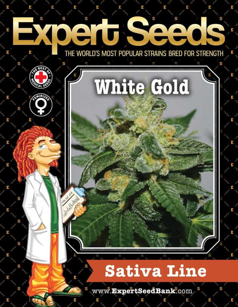 White Gold Seeds - Image 3