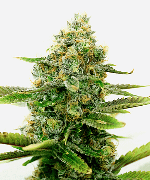 White Widow Seeds