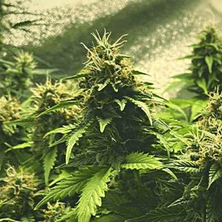 White Widow x California Snow Auto Seeds