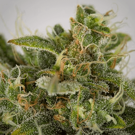 Wifi OG Seeds