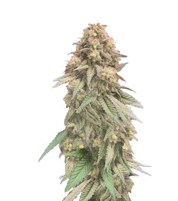 Hypno Skittlez Auto
