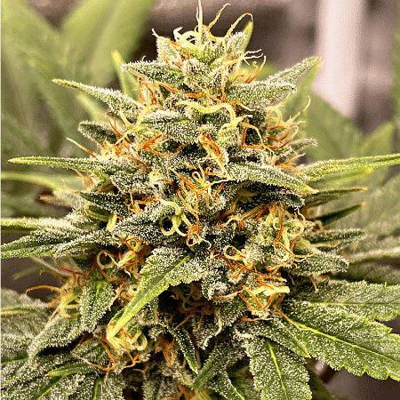 Zkittlez x Tangie Power