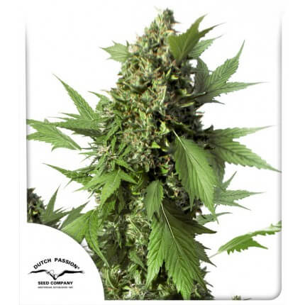 auto-duck-cannabis-seeds-dutch-passion-irish-seed-bank
