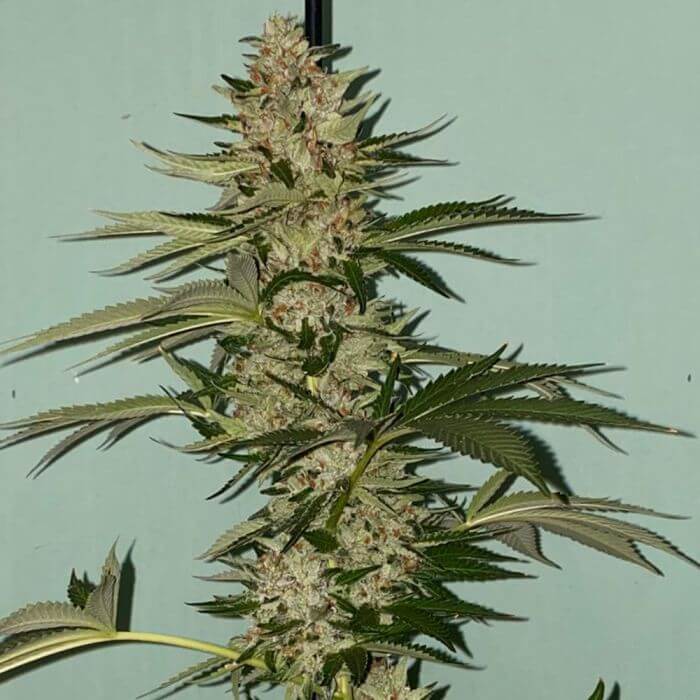 The Plug Seedbank Banana Loaf