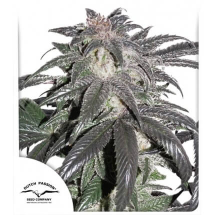 bubba-island-kush.jpg