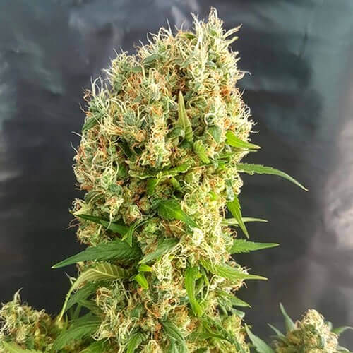 Chemdog Gorilla Seeds - Image 3