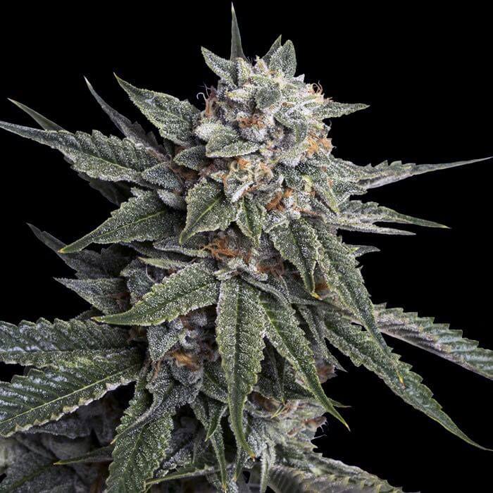 DNA Genetics Holy Grail Kush