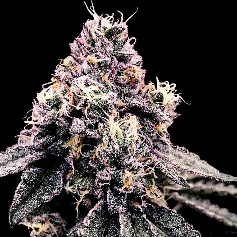 DNA Genetics Kosher Pie