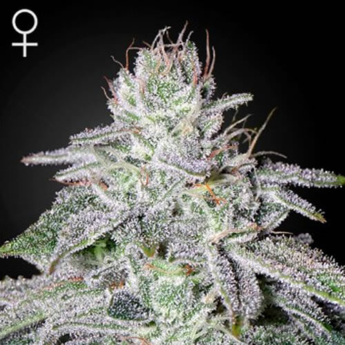 Franco’s Lemon Cheese Seeds