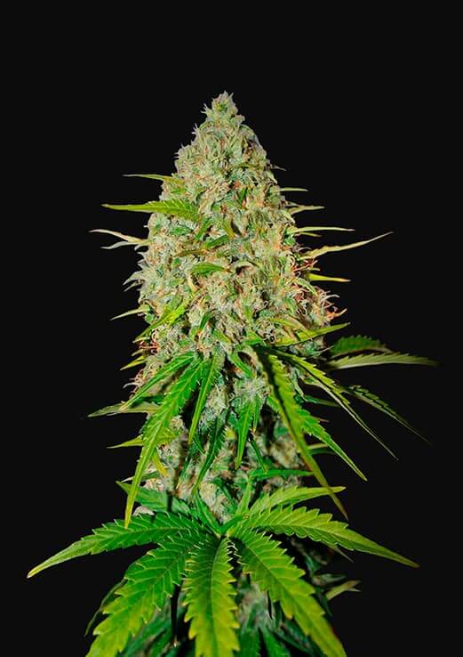 Grapefruit Auto Seeds
