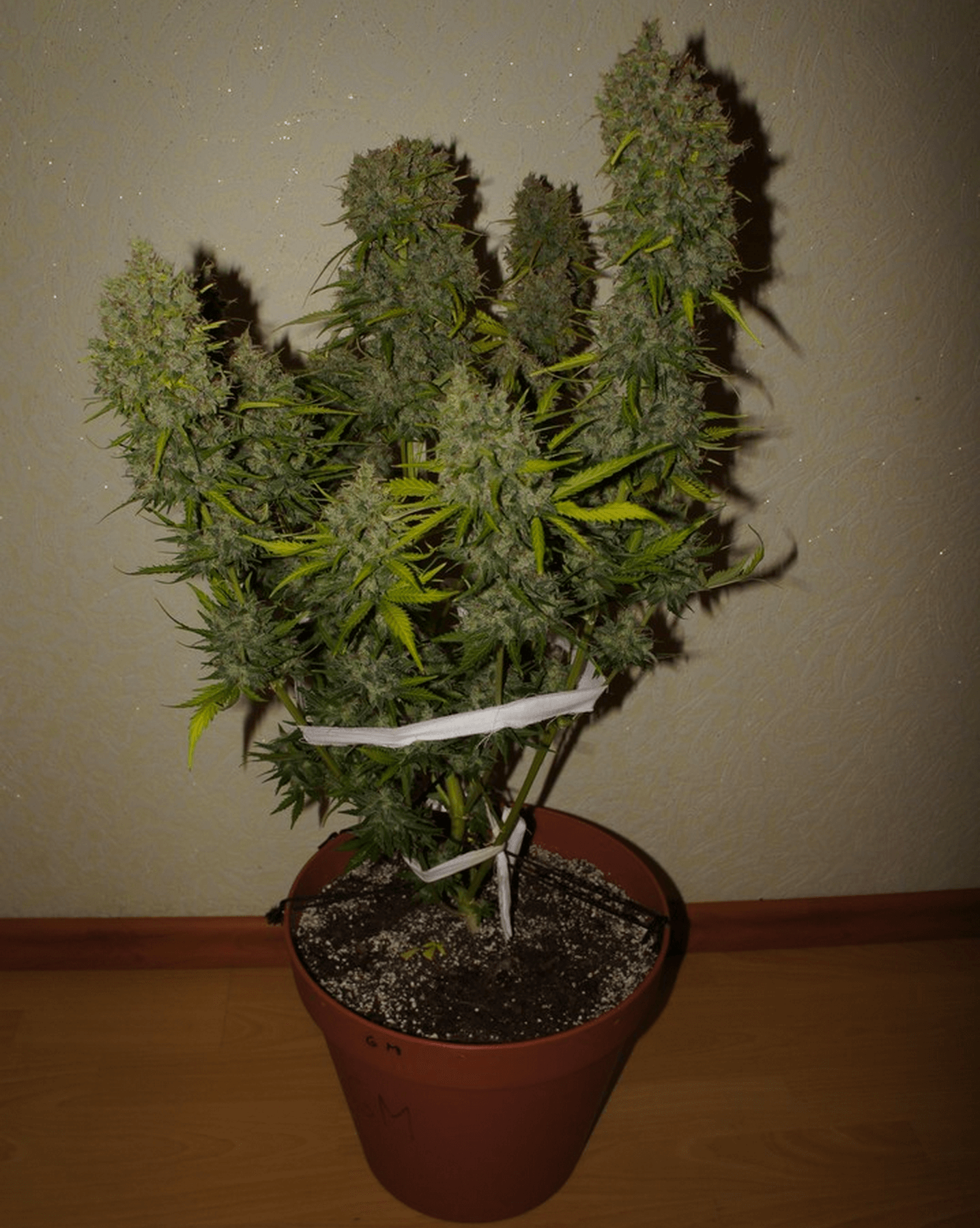 Grapefruit Auto Seeds - Image 3