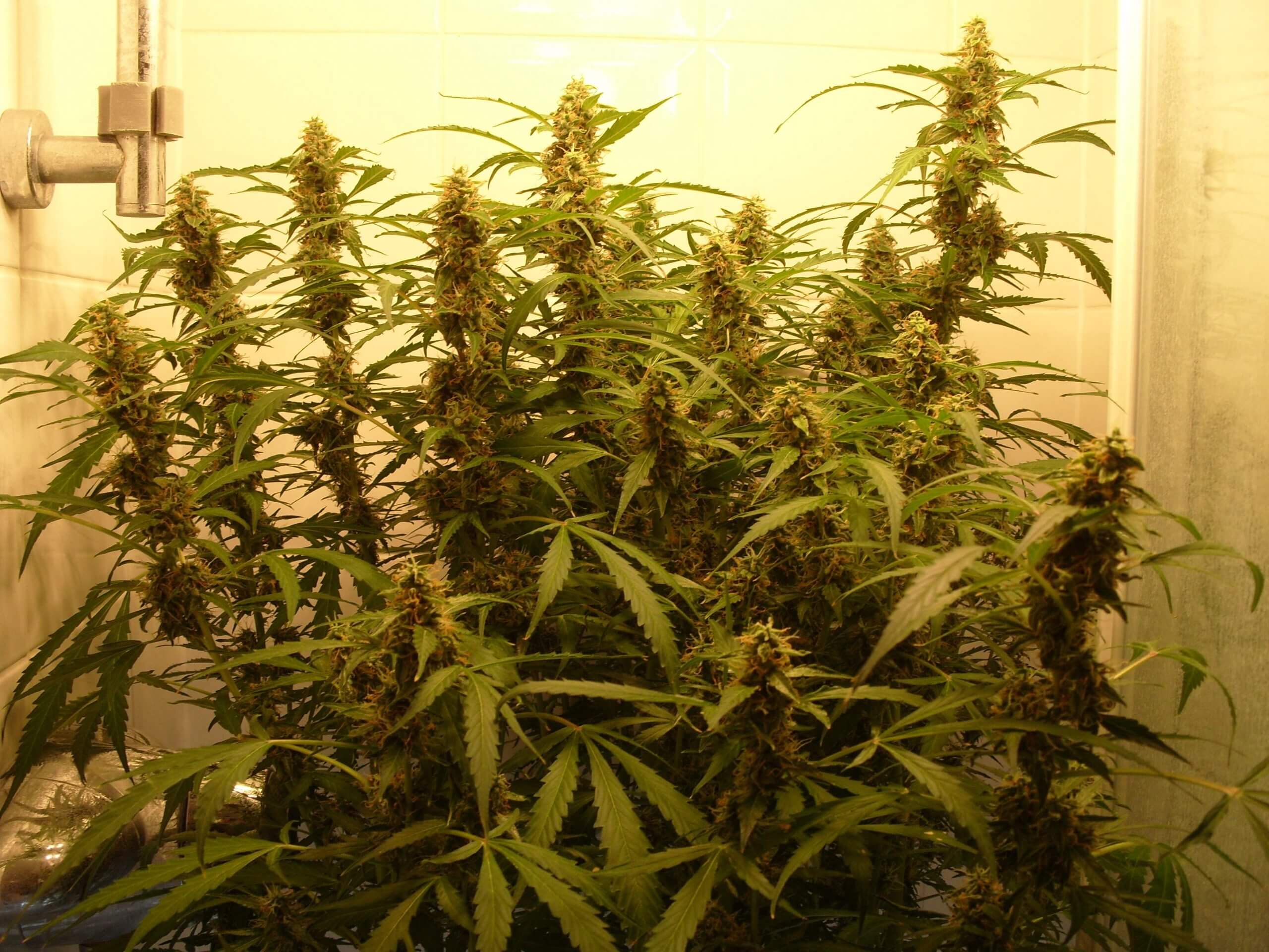 Green Crack Auto Seeds - Image 3