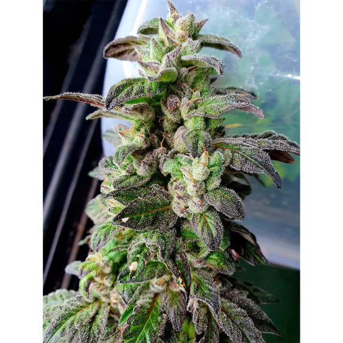 Holy Smoke Seeds Dark Coffee
