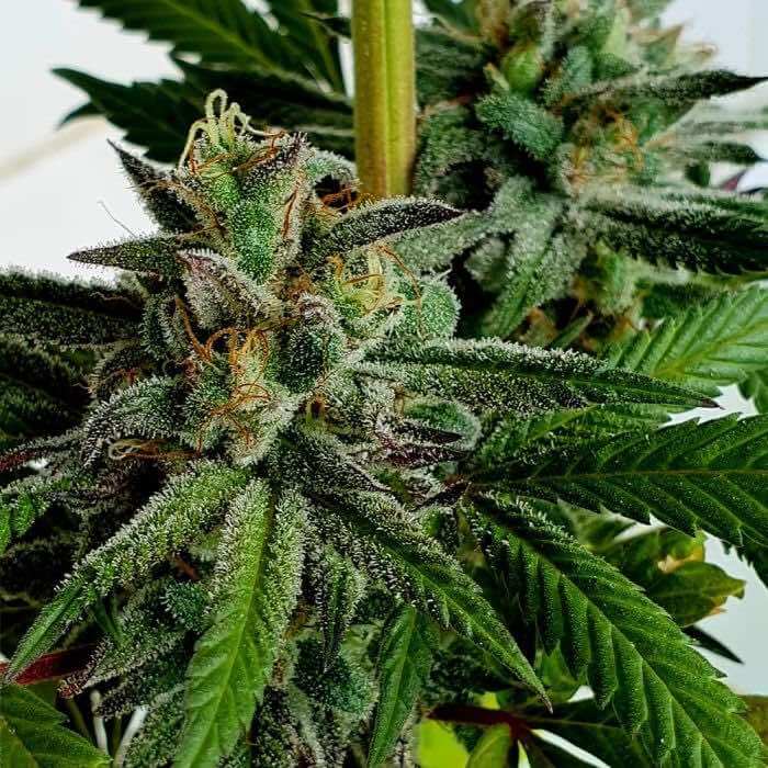 Holy Smoke Seeds Raspberry Oreoz